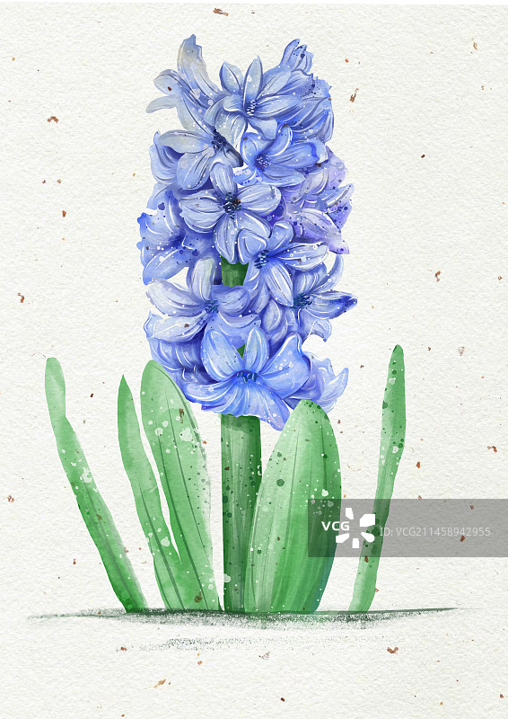 风信子的细节图片素材