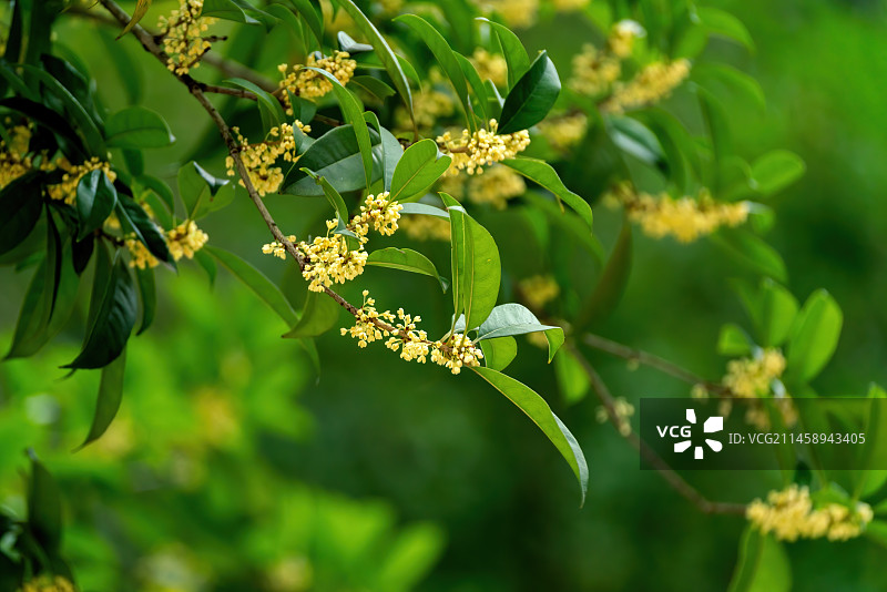 挂满枝头的桂花图片素材