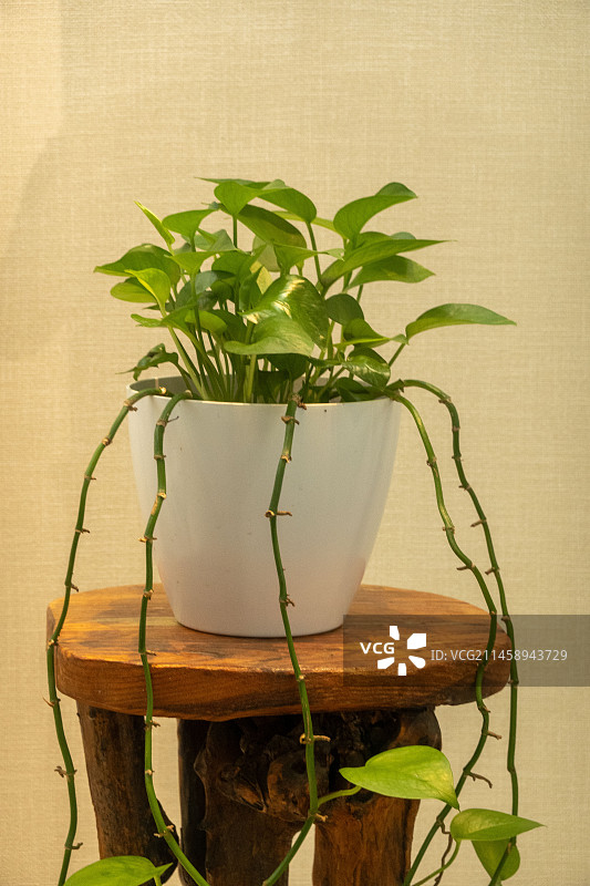 室内植物图片素材