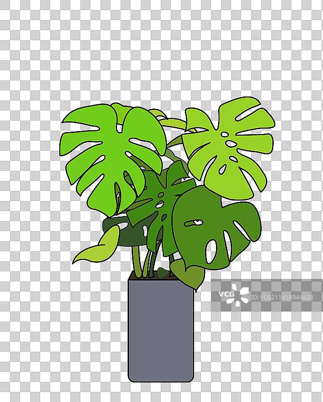 一盆龟背叶 绿色植物 室内装饰植物图片素材