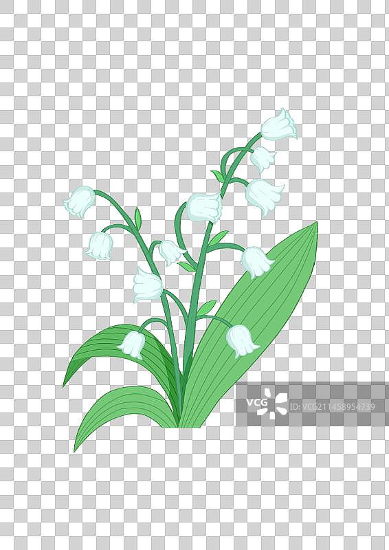 铃兰花插画图片素材