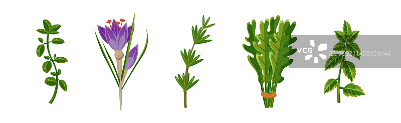 调味品用香草和厨房香草套装图片素材