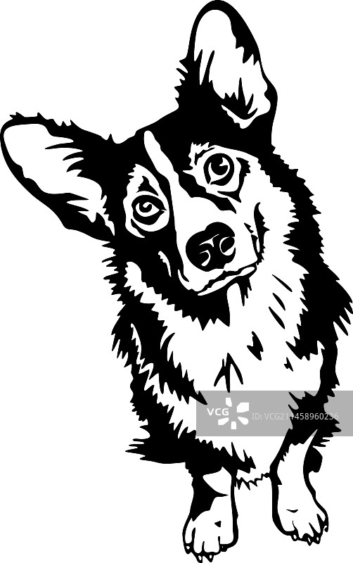 美国比特斗牛梗犬-有趣的犬种图片素材