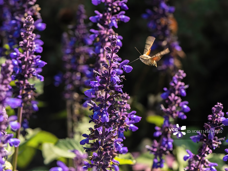 蜂鸟鹰蛾 Macroglossum Stellatarum图片素材