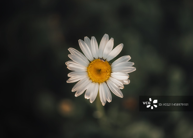 垂直向下拍的野菊花特写 野花完整花瓣 一朵雏菊 氛围感 文艺感 植物图片素材