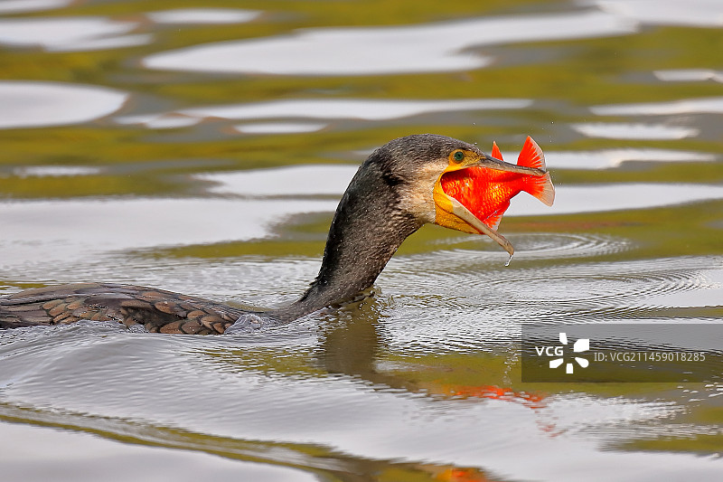 鸬鹚捕鱼图片素材