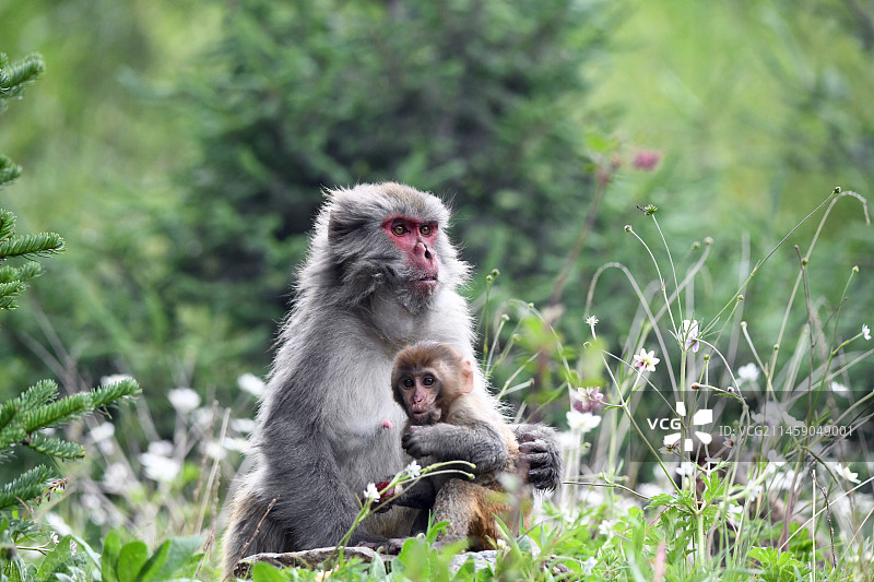 母与子图片素材
