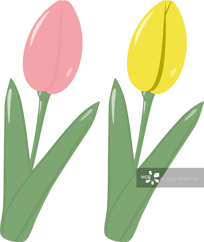 两朵盛开的郁金香花束素材图片素材