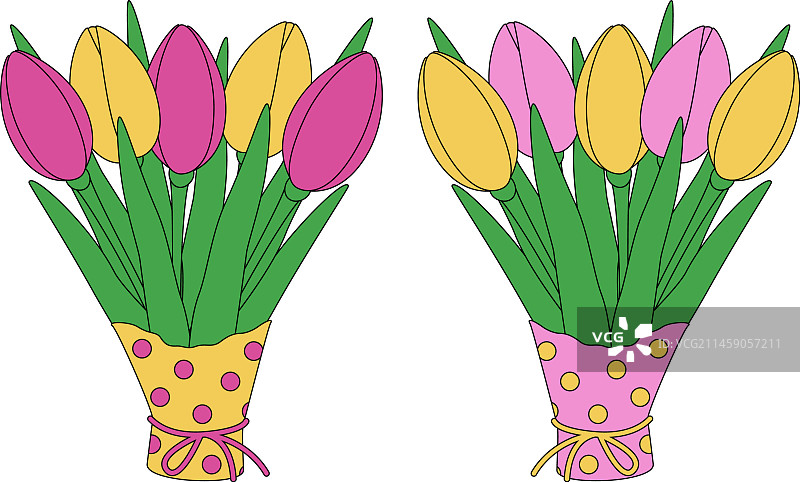 2束盛开的彩色郁金香花束图片素材