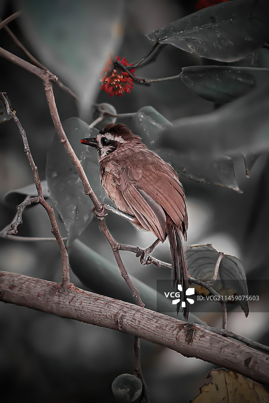 白颊噪鹛图片素材