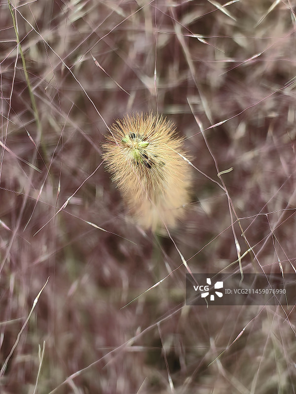 秋天的狗尾巴草图片素材