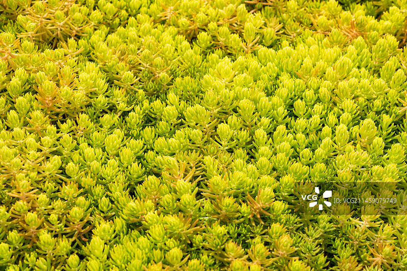 黄金佛甲草万年草五色草多肉蕨类特写图片素材