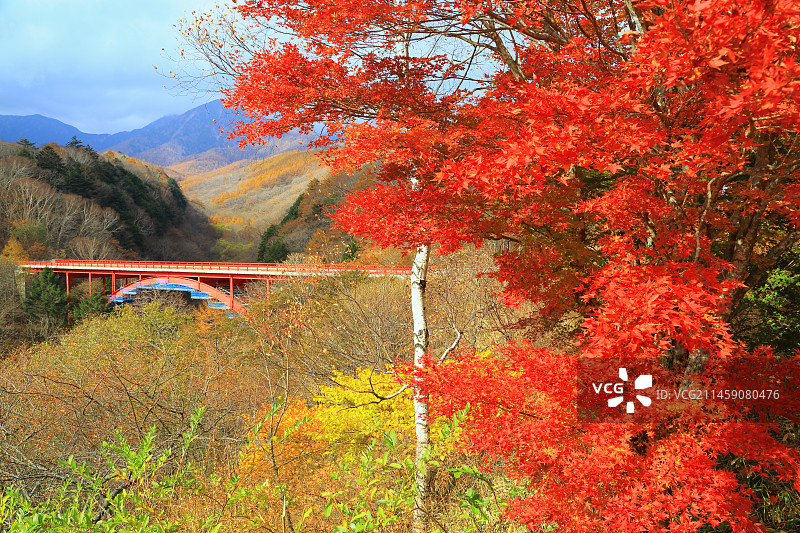 日本山梨县北杜市清里高原东泽桥和八岳山秋叶图片素材