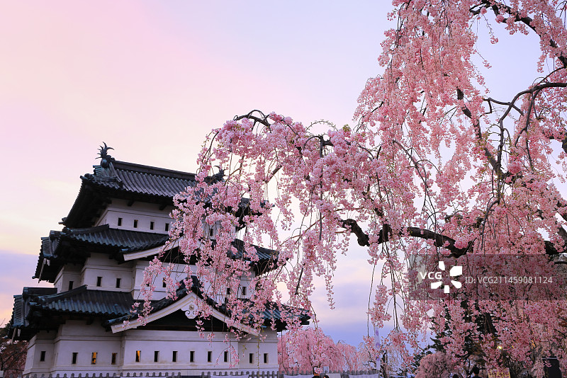 日本青森县弘前公园弘前城天守阁和垂枝樱花图片素材