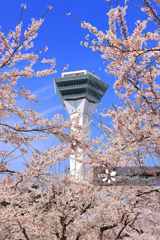 日本北海道五棱郭塔与樱花图片素材