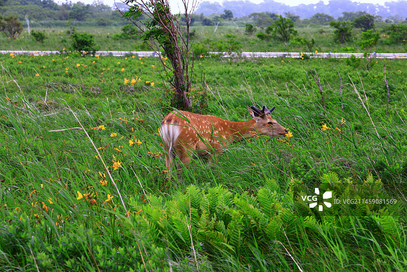 日本北海道佐吕别原生花园的野花与虾夷鹿图片素材