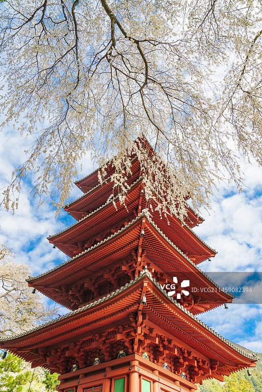 日本山梨县身延山久远寺的垂枝樱花图片素材