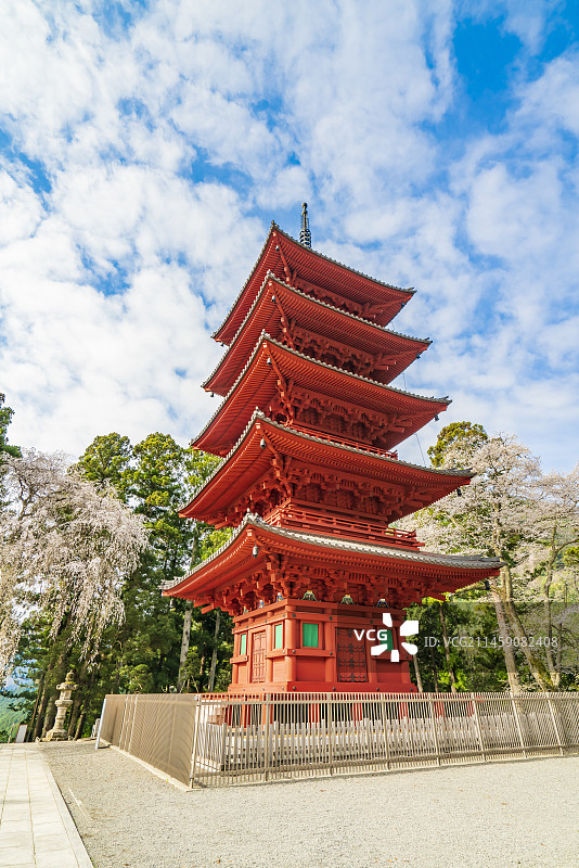 日本山梨县身延山久远寺的垂枝樱花图片素材