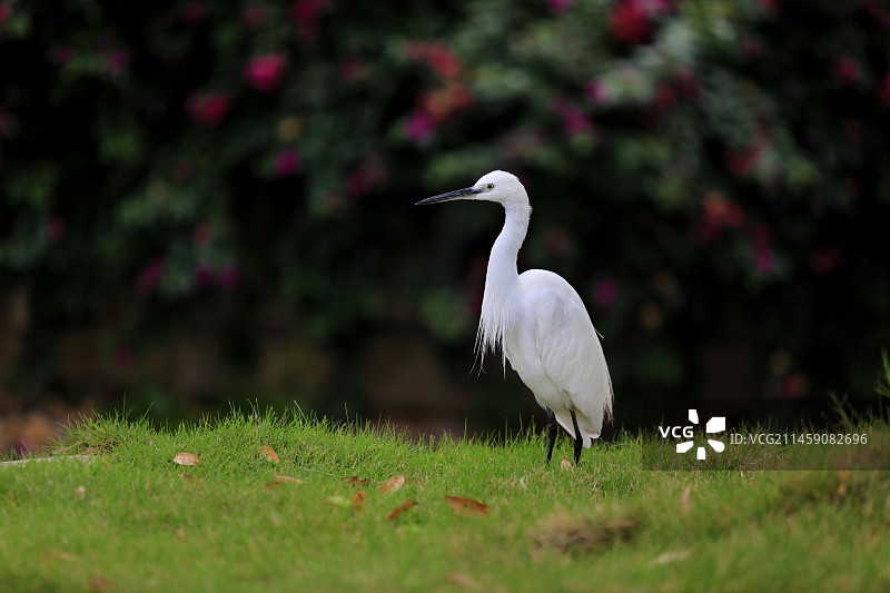 站在草地上的白鹭。图片素材