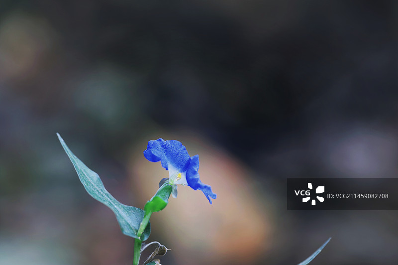 苏州天池山植物鸭跖草图片素材