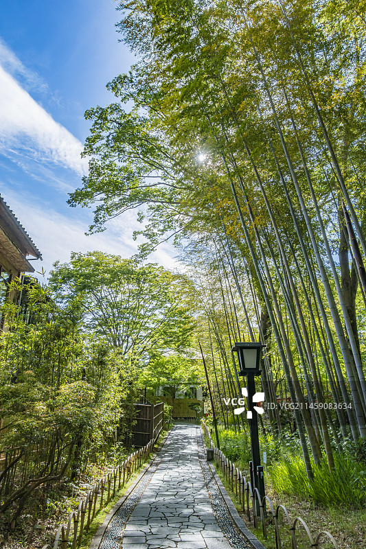 修善寺温泉：竹林小径，阳光与新绿，位于日本静冈县伊豆市修善寺图片素材