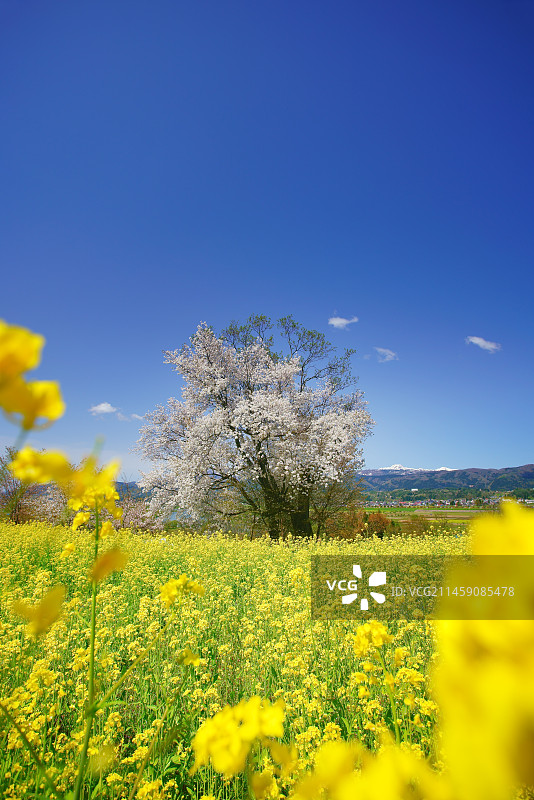日本长野县妙高山与樱花和油菜花的远景图片素材