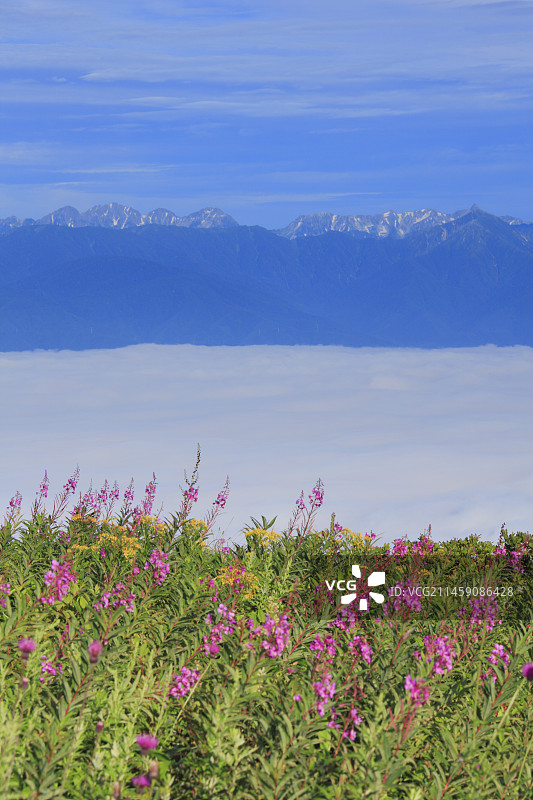 日本长野县上田市美原高原的柳兰、穗高山脉、枪岳和云海图片素材