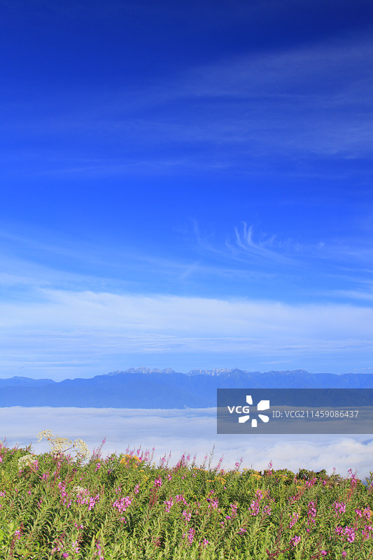 日本长野县上田市美原高原的柳兰、穗高山脉、枪岳和云海图片素材