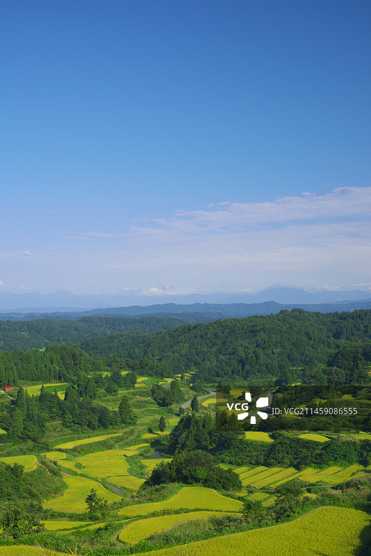 日本新泻县十日町星峠的金色梯田图片素材