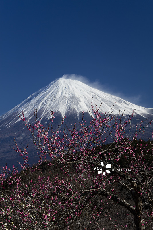 日本静冈县富士市的富士山和红梅图片素材