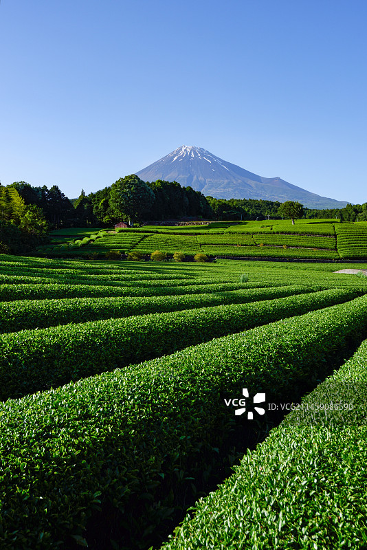 日本富士市大渊笹场的茶园与富士山图片素材