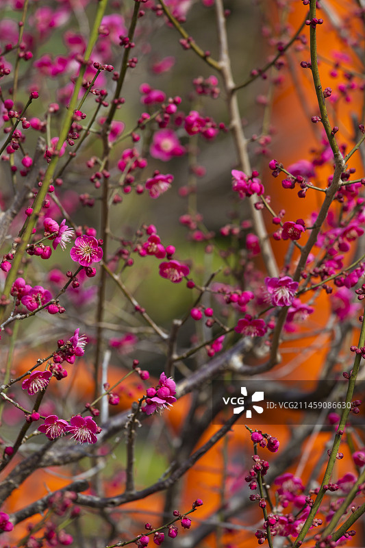 日本京都府京都市的红梅树图片素材