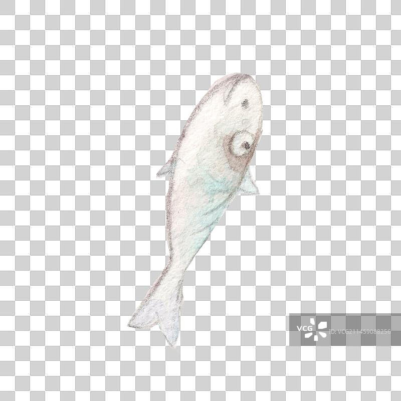 一条圆眼睛的咸鱼小鱼干鱼仔淡水鱼海水野生图片素材