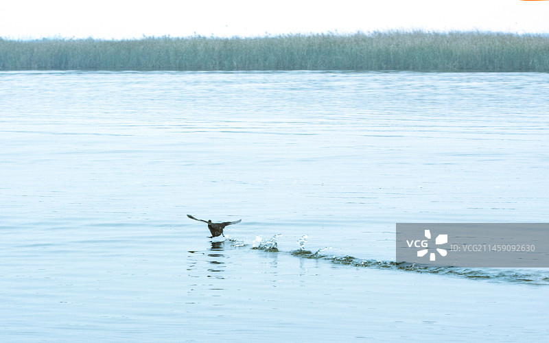 河北省衡水市“衡水湖”风光图片素材