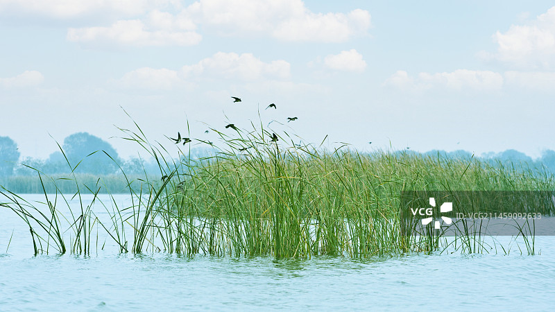 河北省衡水市“衡水湖”风光图片素材