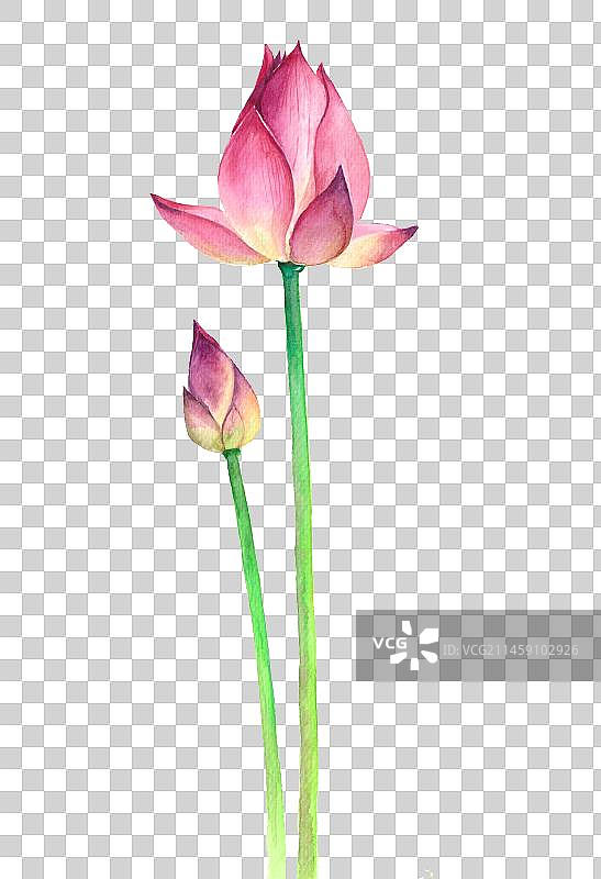 水彩莲花图片素材