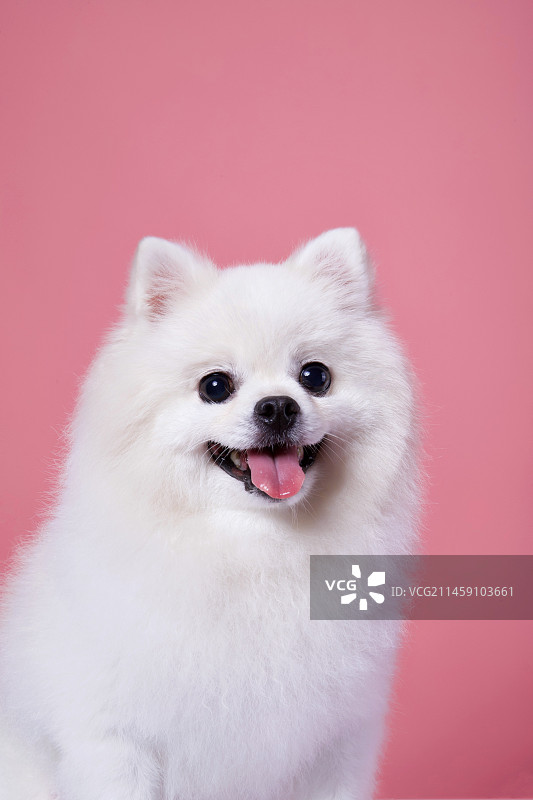 博美 小狗图片素材