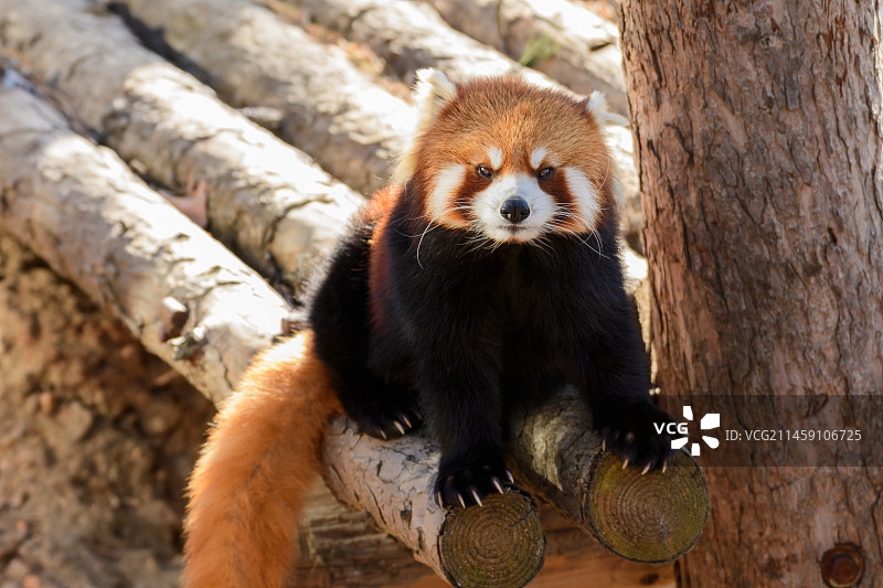 动物园里卖萌可爱的小熊猫图片素材