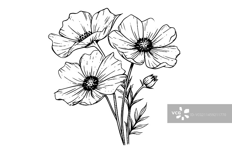 黑色孤立的秋英元素图片素材