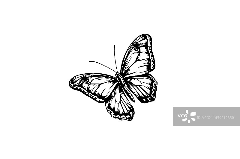 手绘雕刻风格的蝴蝶素描图片素材