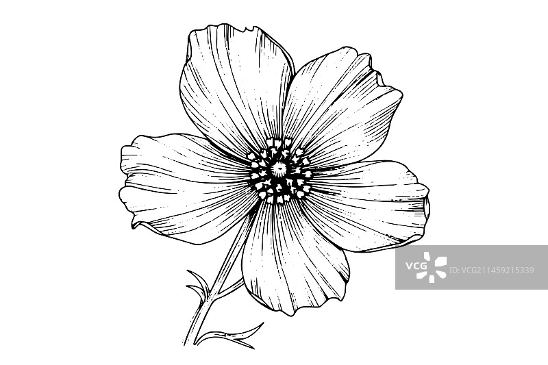 黑色孤立的秋英元素图片素材