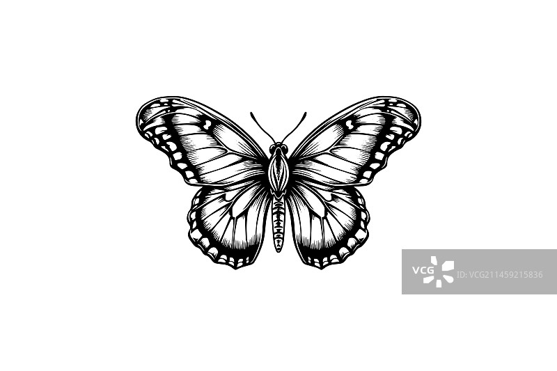 手绘雕刻风格的蝴蝶素描图片素材