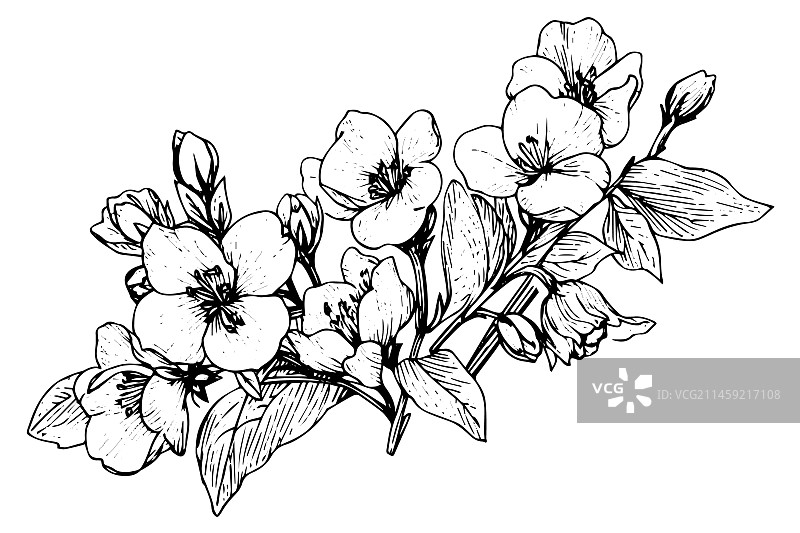 黑色孤立的秋英元素图片素材