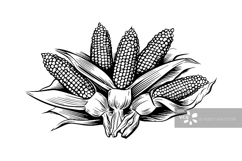 手绘玉米堆复古雕刻图片素材