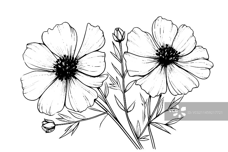 黑色孤立的秋英元素图片素材