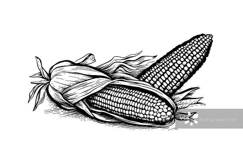 手绘复古甜玉米图片素材