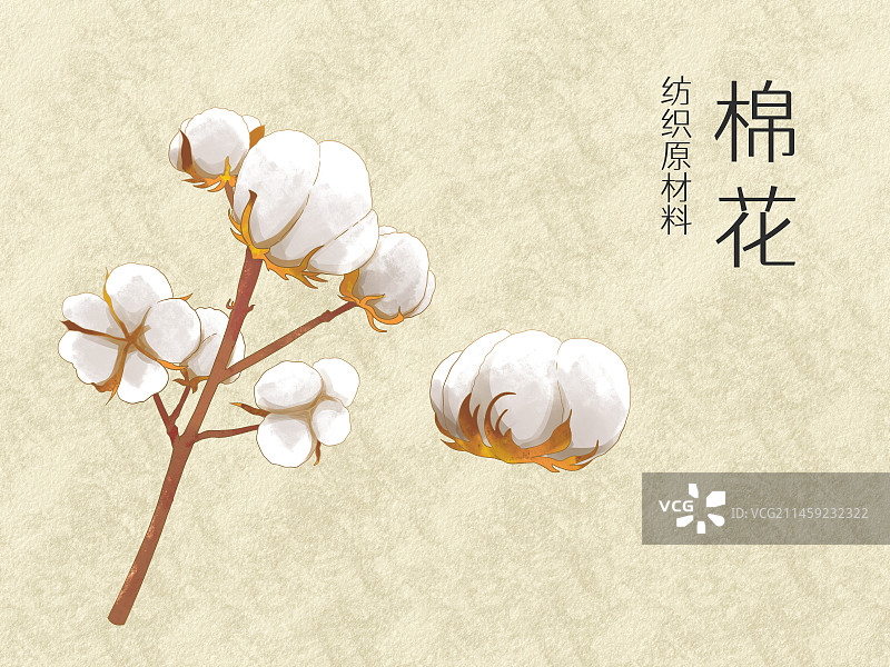 手绘水彩农作物棉花插画图片素材