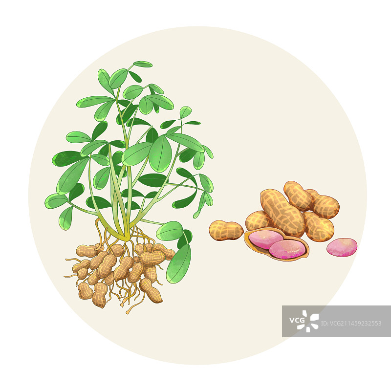 手绘水彩坚果花生图片素材