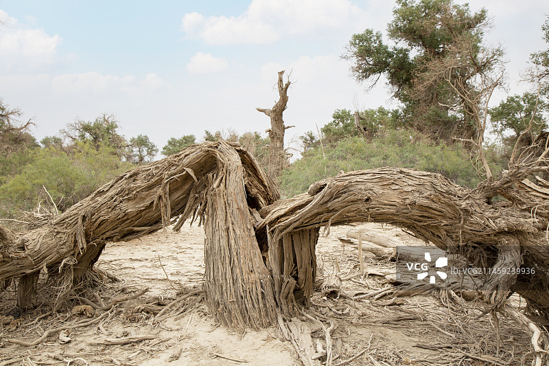 新疆轮台县塔里木胡杨林公园图片素材
