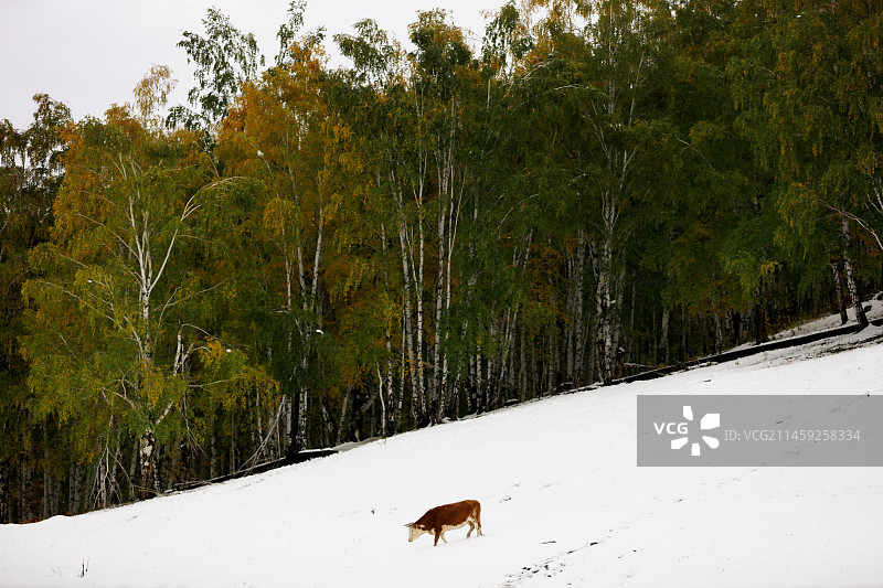 回家的小牛图片素材